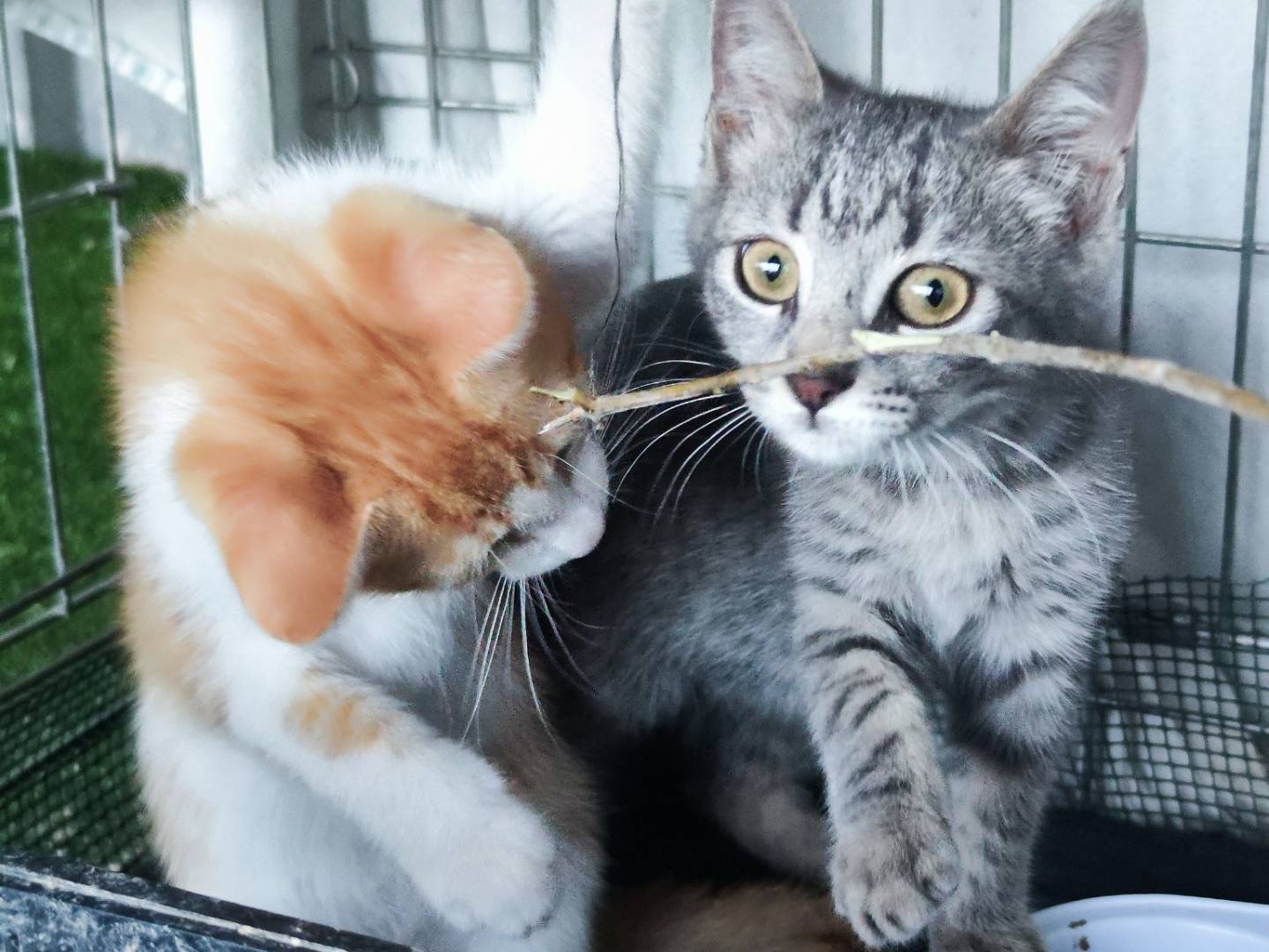 Adotta un gatto, femmina, 1 mesi, Caserta