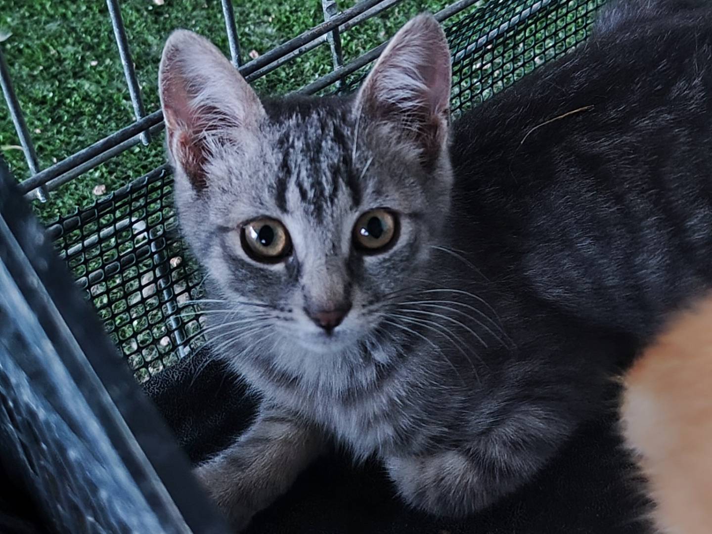 Adotta un gatto, taglia non valida, femmina, Caserta