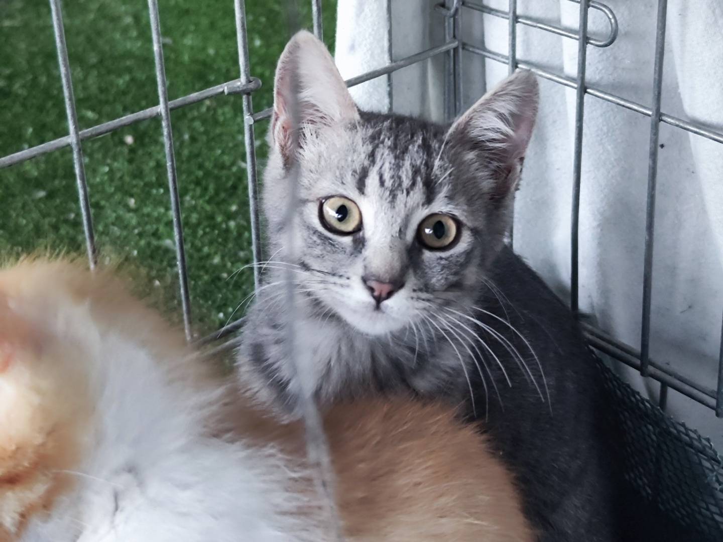 Vuoi adottare un gatto a Caserta?