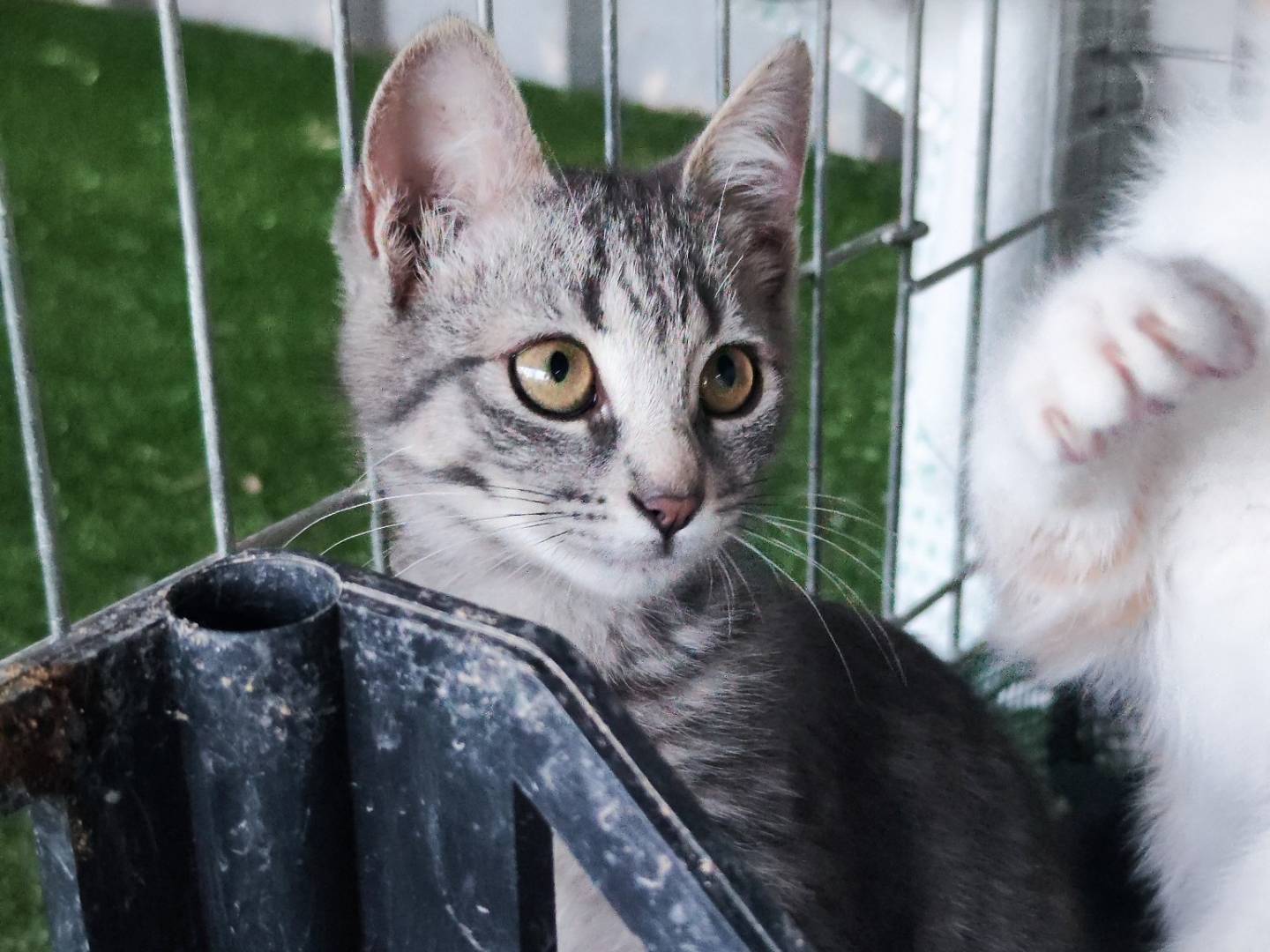 Adotta il gatto Nìva a Caserta