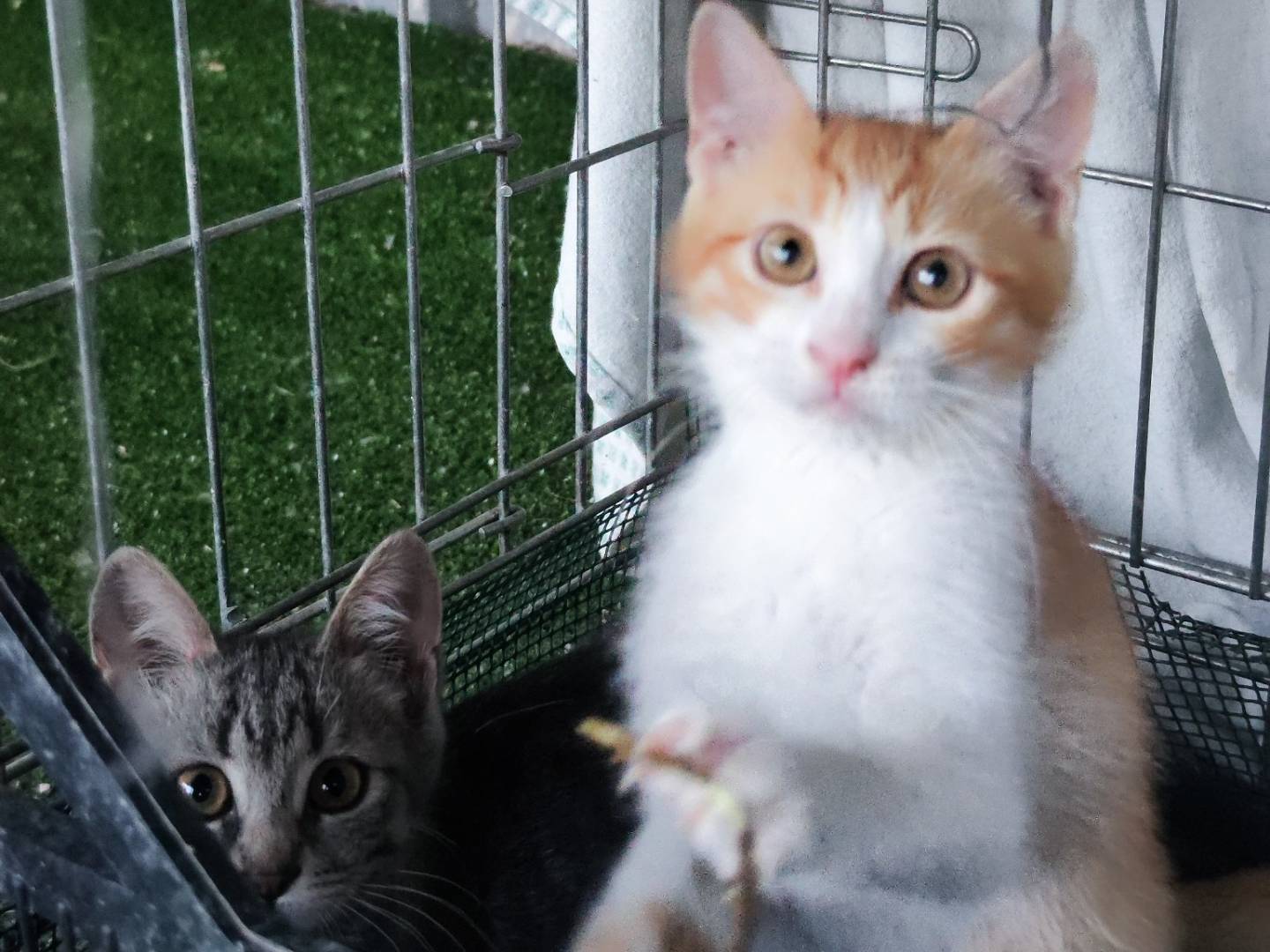 Adozione gatto, maschio, Razza sconosciuta Razza sconosciuta, 1 mesi, taglia non valida, Caserta