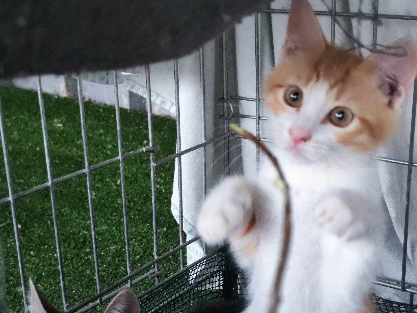 Adotta un gatto, maschio, 1 mesi, Caserta