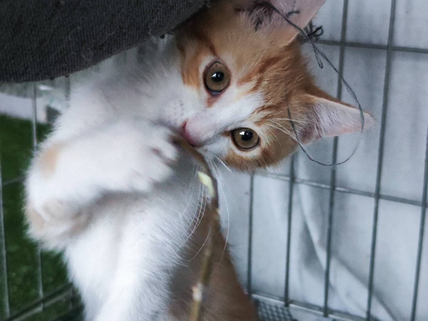 Adotta un gatto, taglia non valida, maschio, Caserta