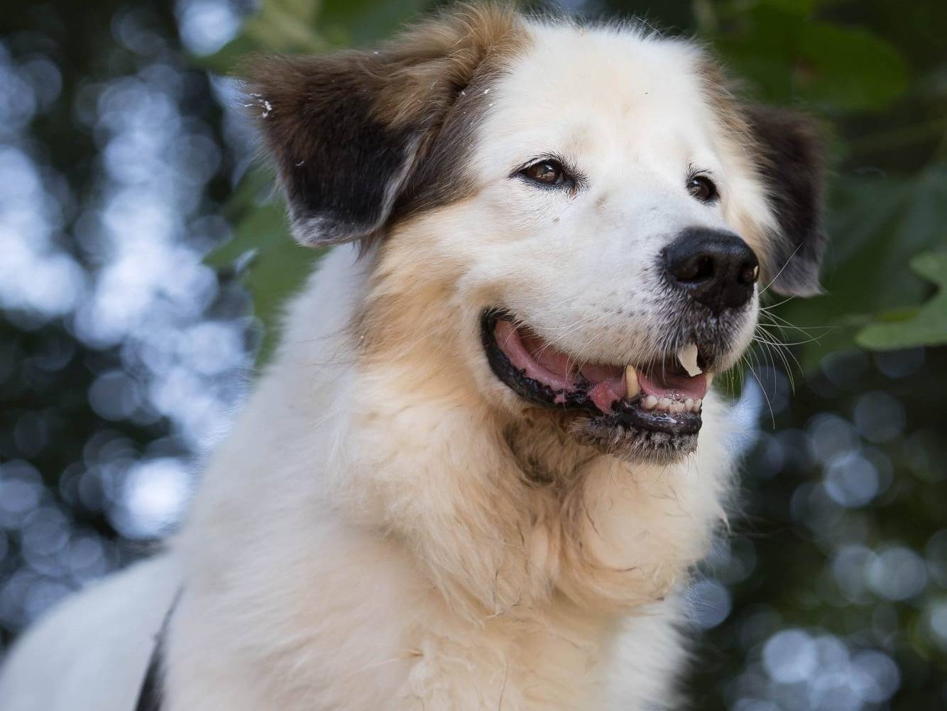 Adotta il cane HOLLY a Cremona
