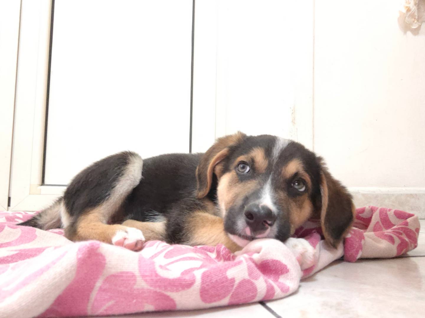 Adozione cane, maschio, Razza sconosciuta Razza sconosciuta, 3 mesi, taglia piccola, Napoli