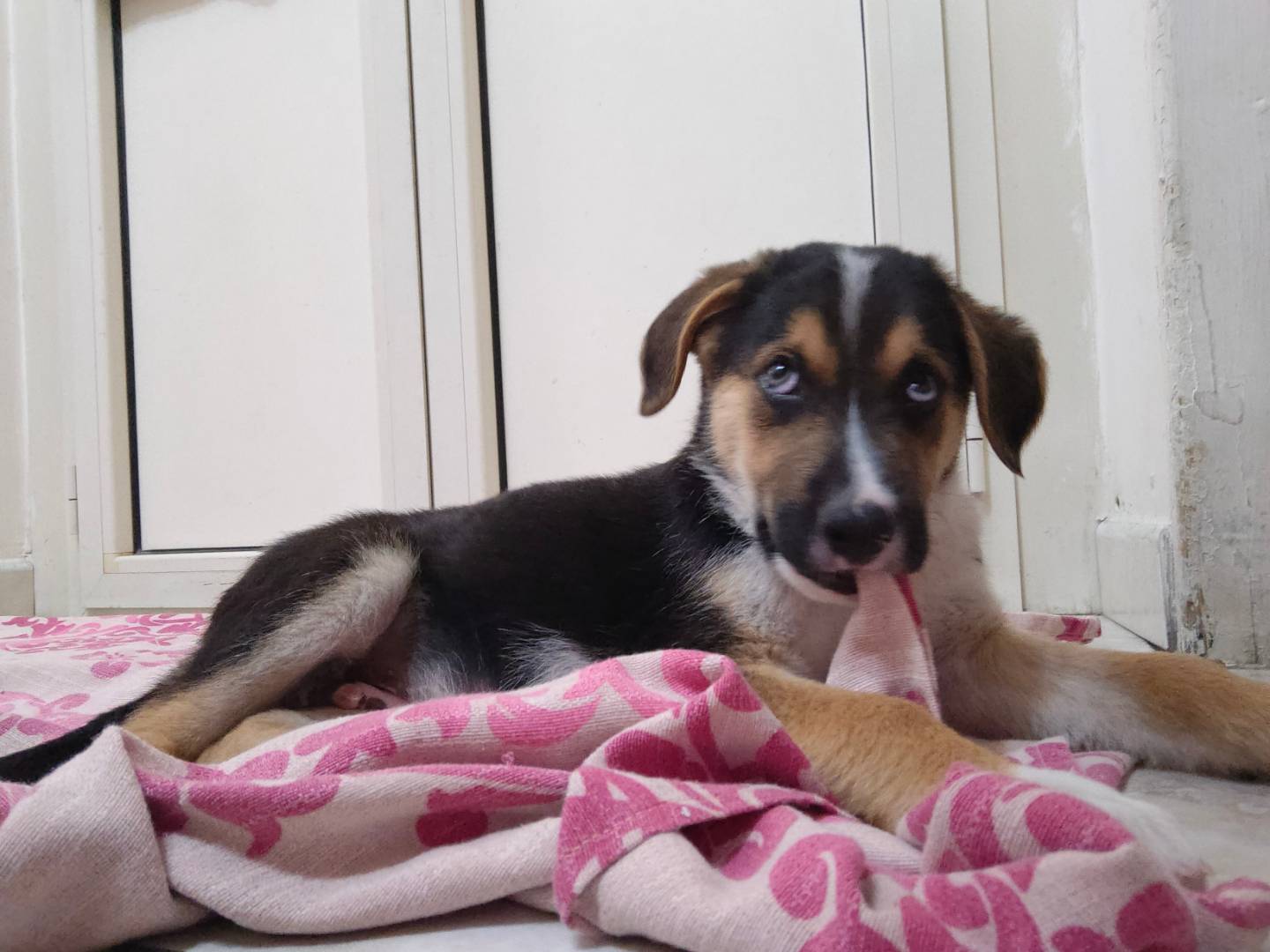 Adotta un cane, taglia piccola, maschio, Napoli