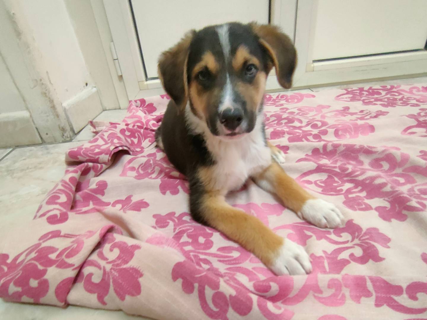 Vuoi adottare un cane a Napoli?