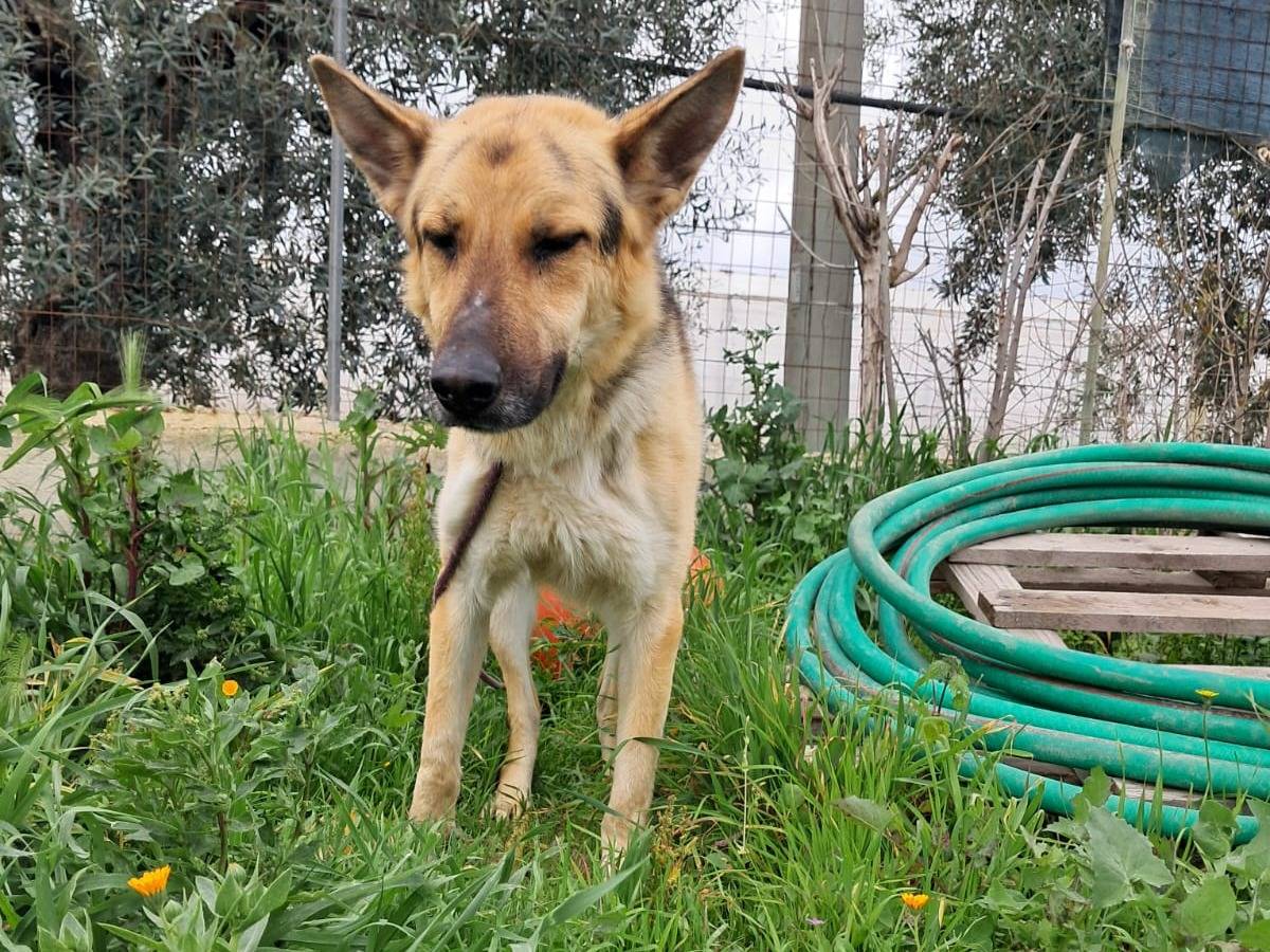 Adotta un cane, maschio, 4 anni  e 1 mese, Barletta