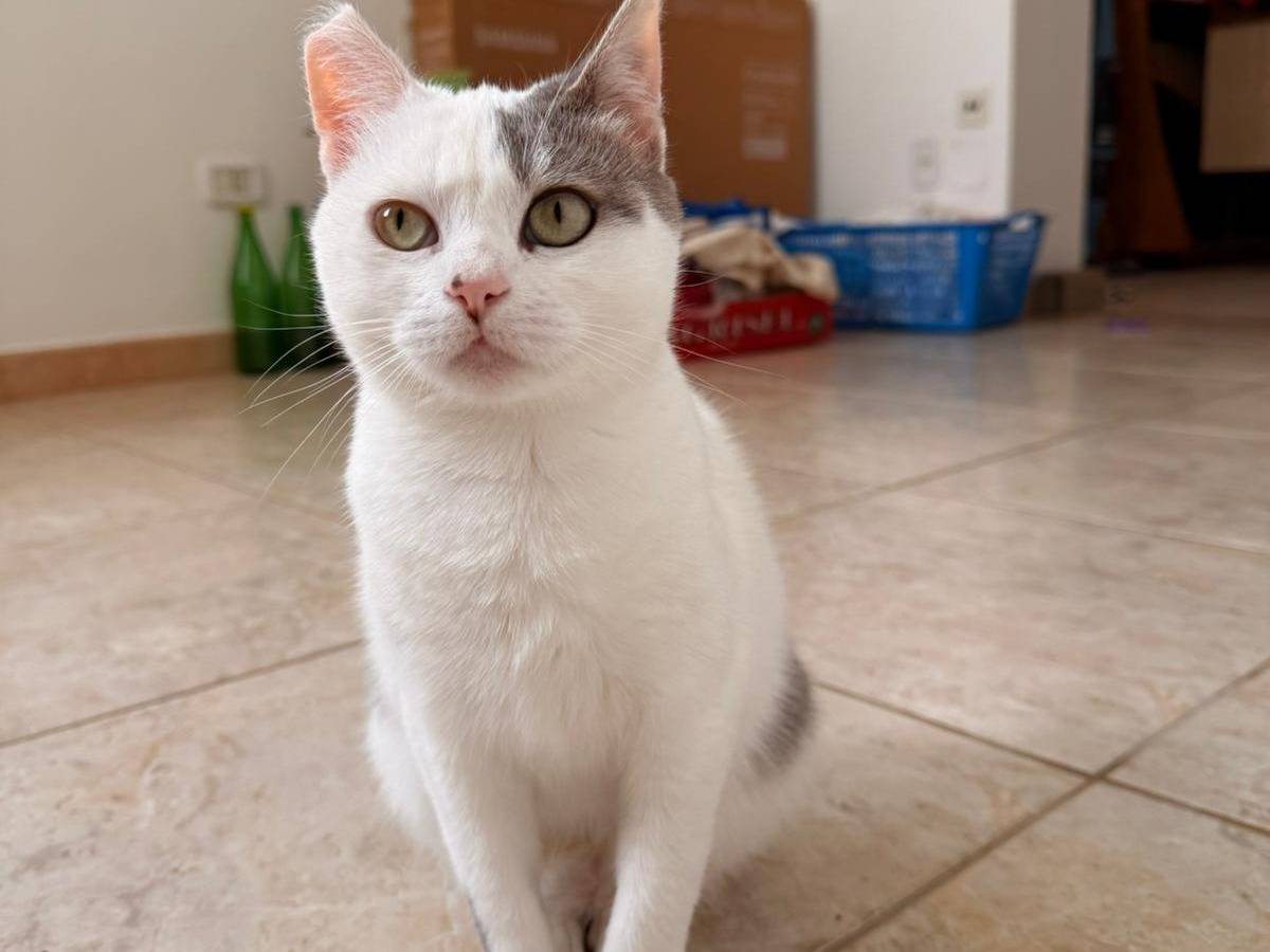 Adotta un gatto, taglia non valida, femmina, Firenze