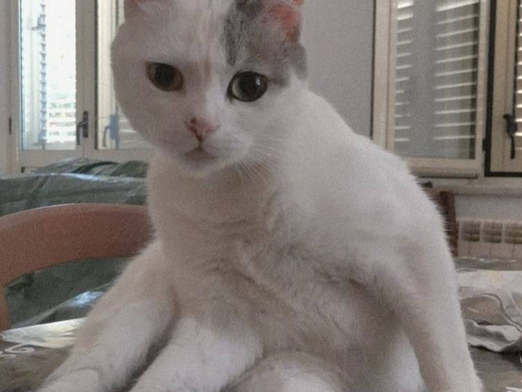 Foto 2 dell'animale