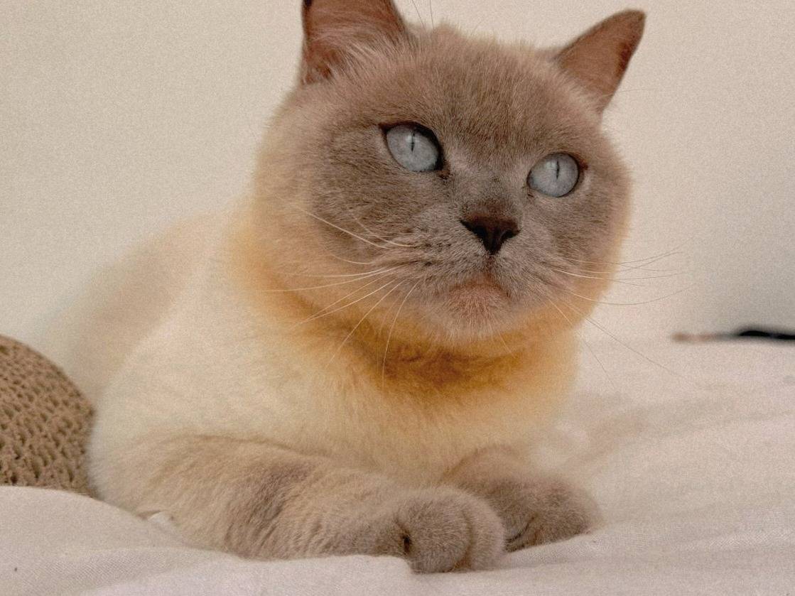 Vuoi adottare un gatto a Genova?