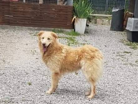 Adotta un cane, maschio, 11 anni  e 10 mesi , Brescia