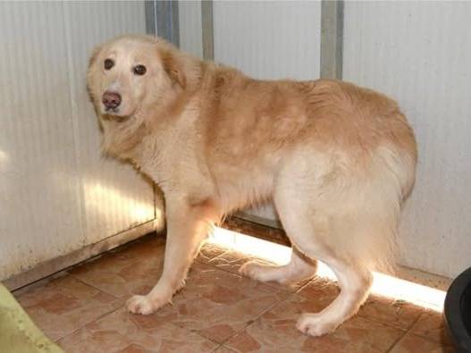 Adotta un cane, taglia grande, maschio, Brescia
