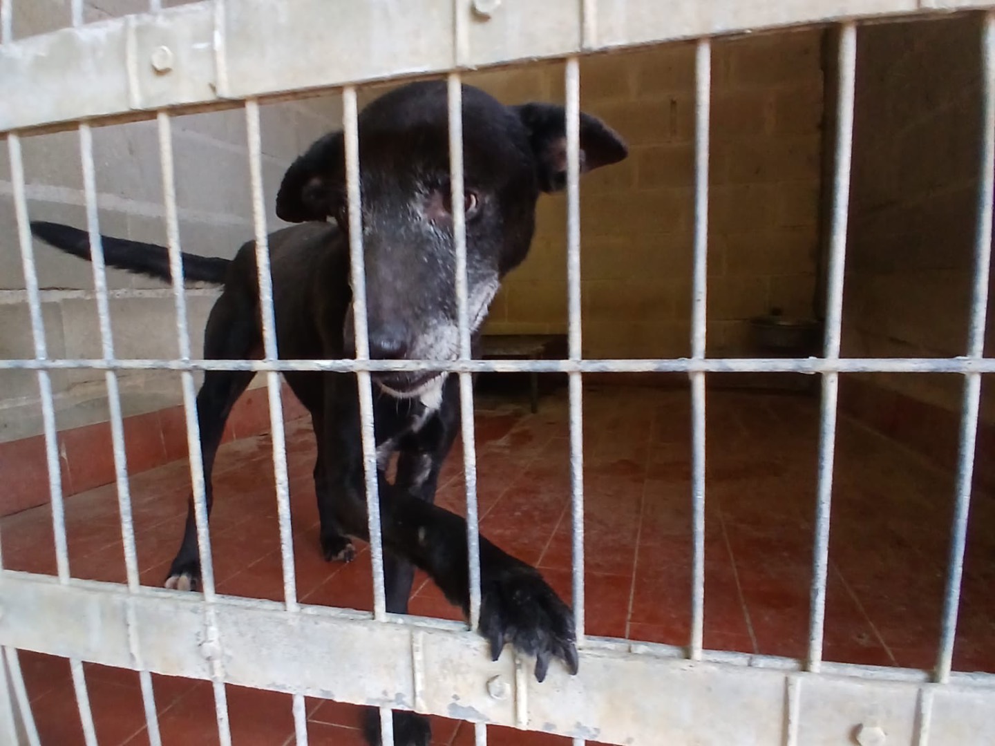 Adotta un cane, maschio, 3 anni , Milano