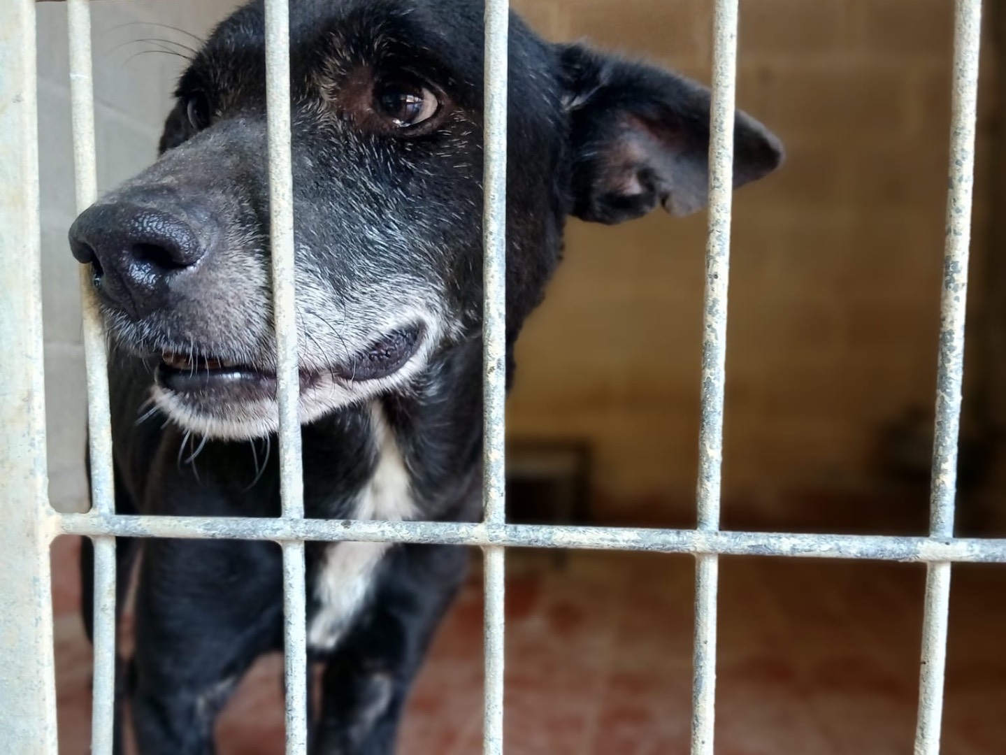Adotta il cane MILO a Milano