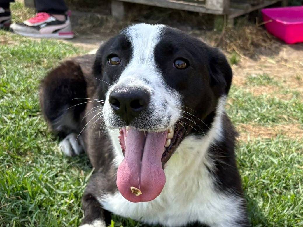 Adozione cane, femmina, Razza sconosciuta Razza sconosciuta, 1 anno e 3 mesi, taglia media, Latina