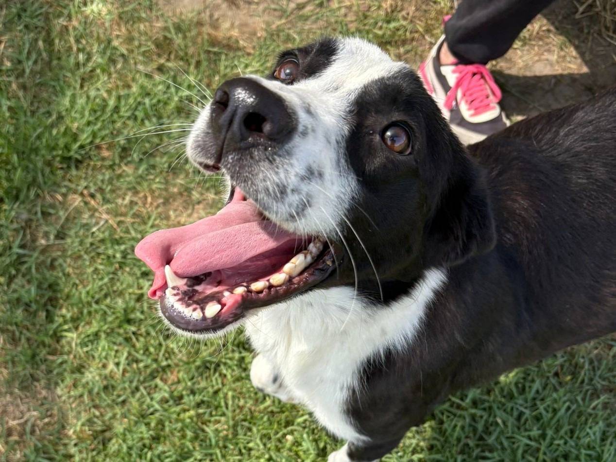 Adotta un cane, femmina, 1 anno e 3 mesi, Latina