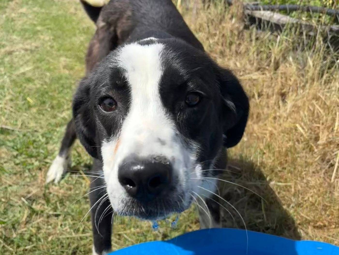 Adotta un cane, taglia media, femmina, Latina