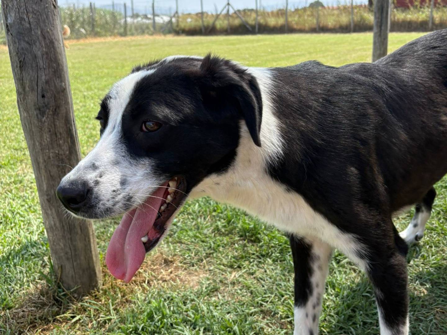 Vuoi adottare un cane a Latina?