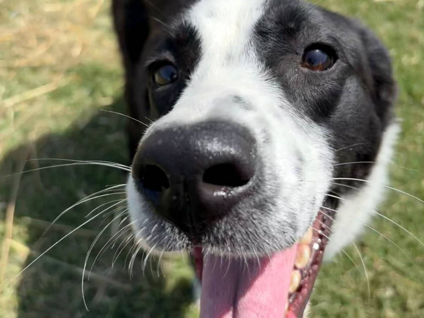 Adotta il cane SANDRA a Latina