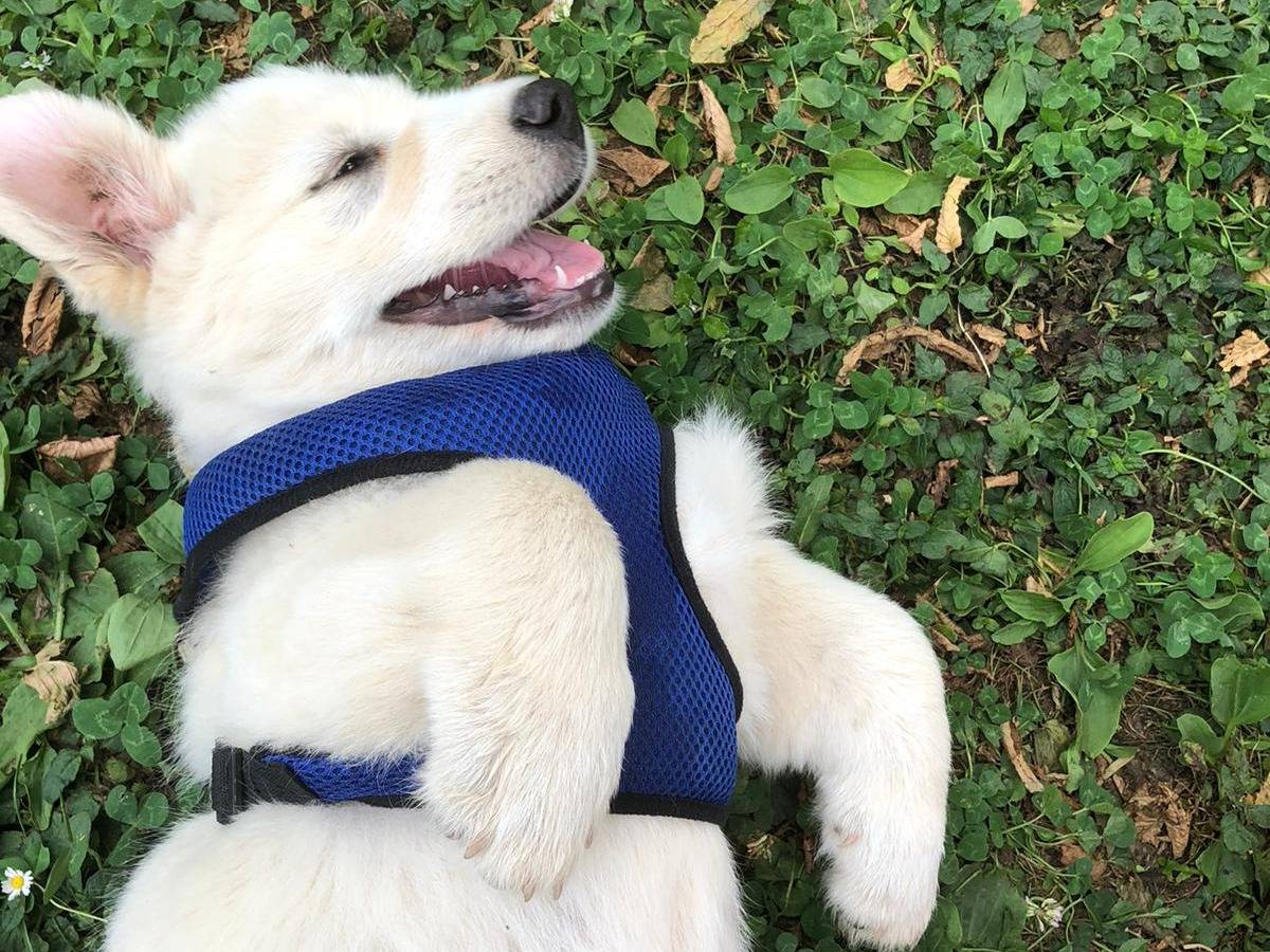 Adotta un cane, taglia media, maschio, Reggio