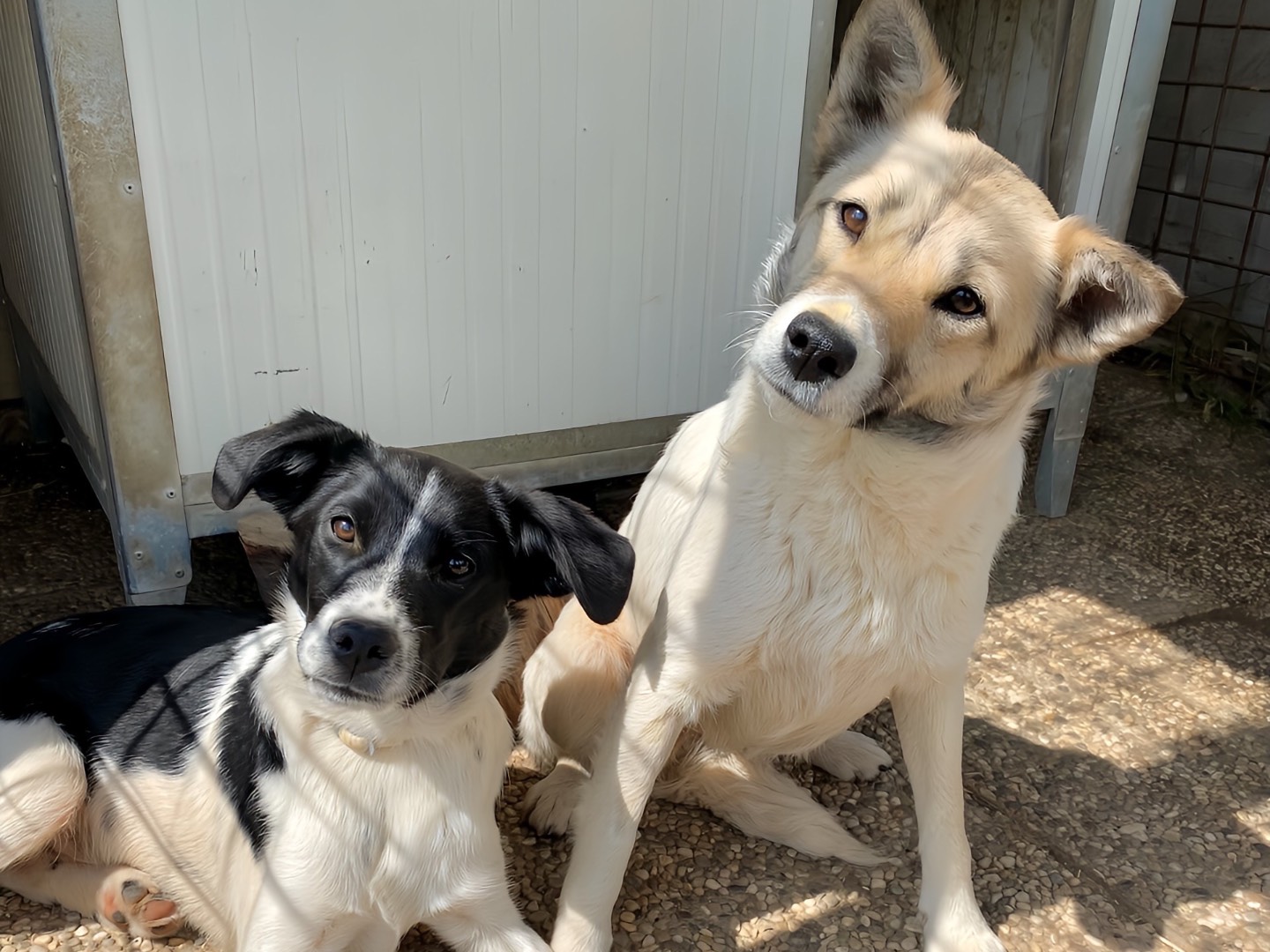 Vuoi adottare un cane a Laquila?