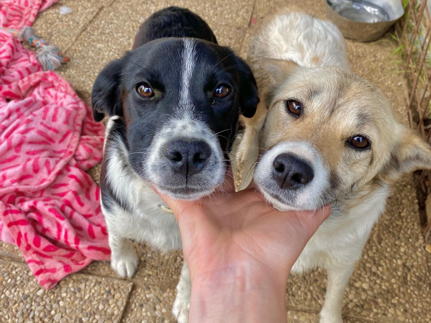 Adotta il cane Pallina a Laquila