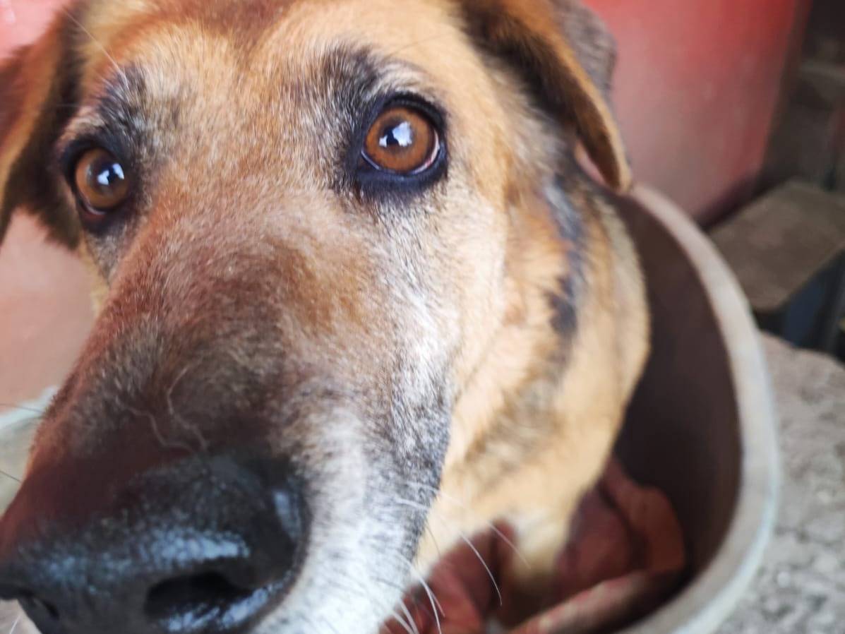 Adotta un cane, femmina, 9 anni  e 11 mesi , Avellino