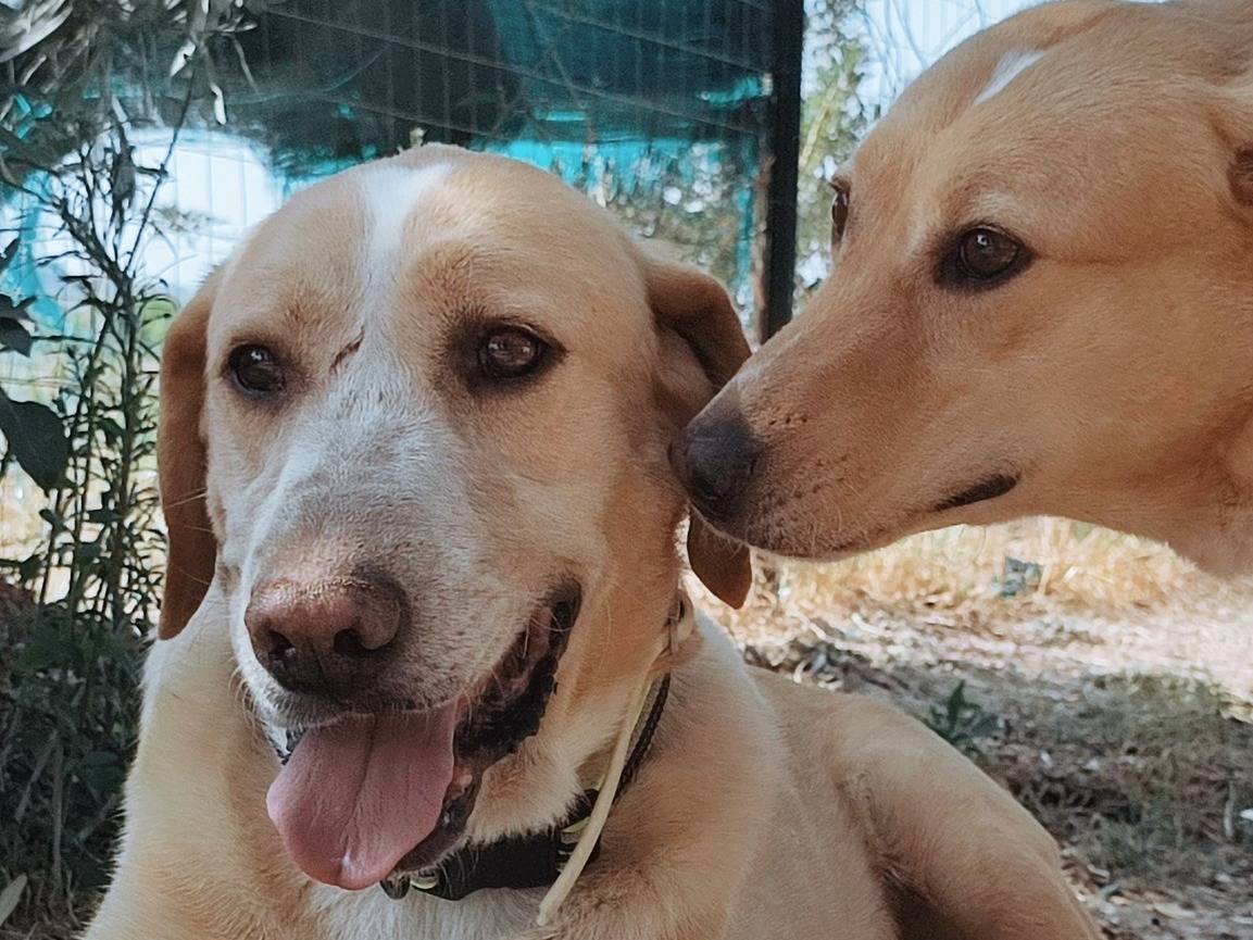 Adotta un cane, maschio, 7 anni  e 10 mesi , Agrigento