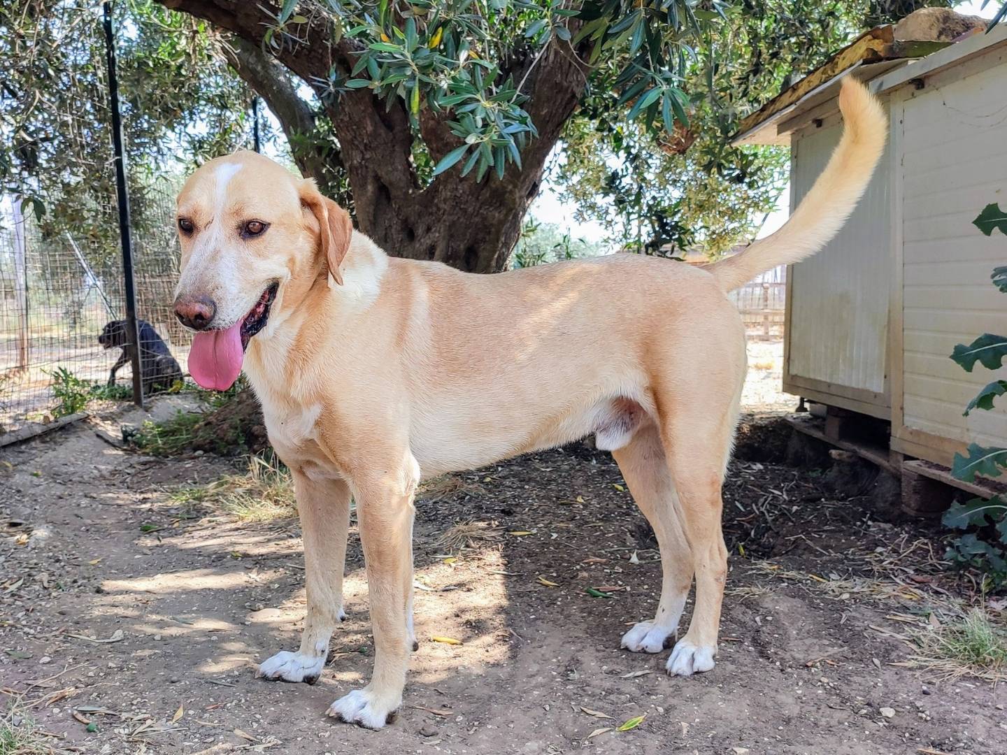Vuoi adottare un cane a Agrigento?