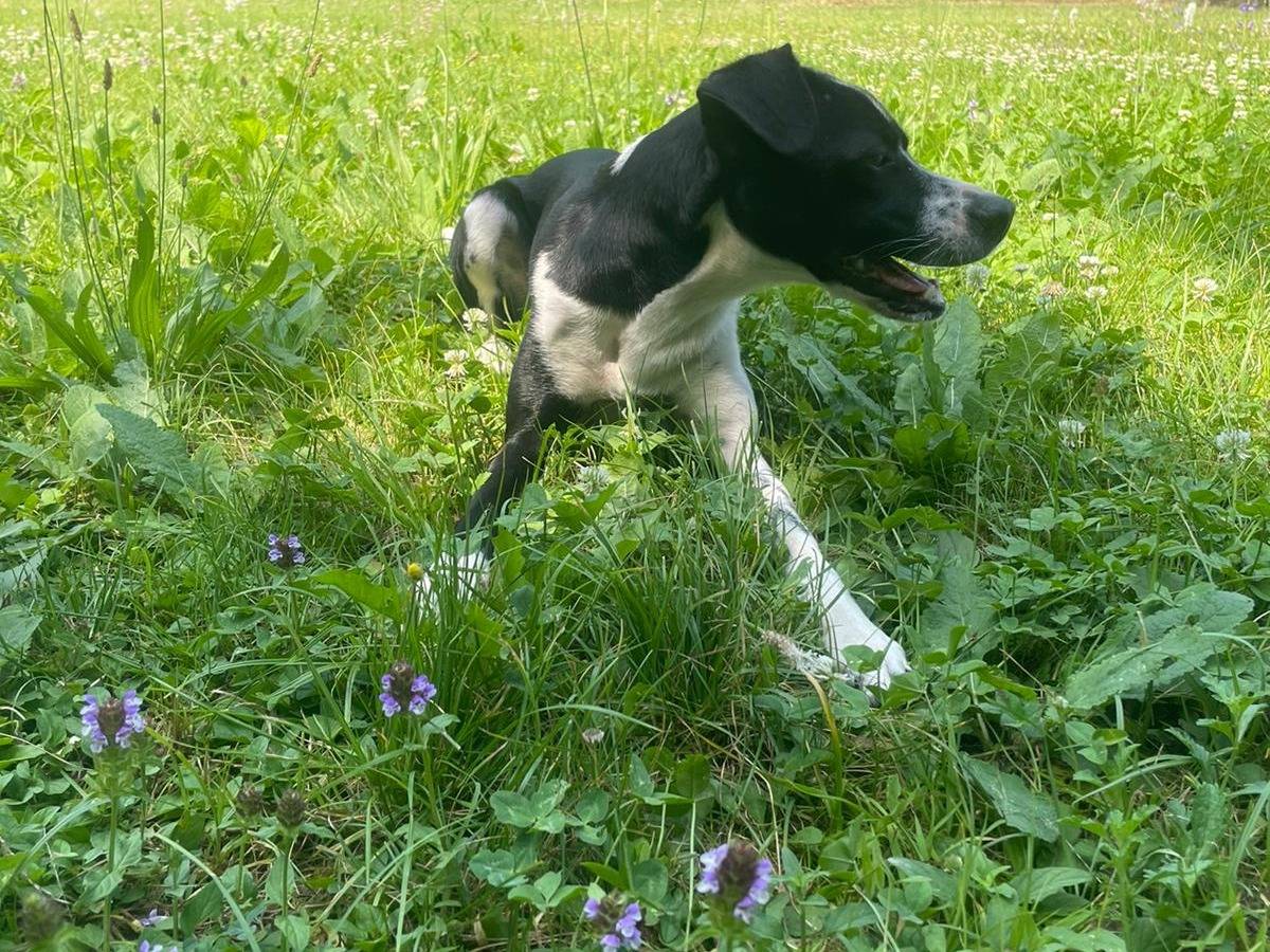 Foto 2 dell'animale