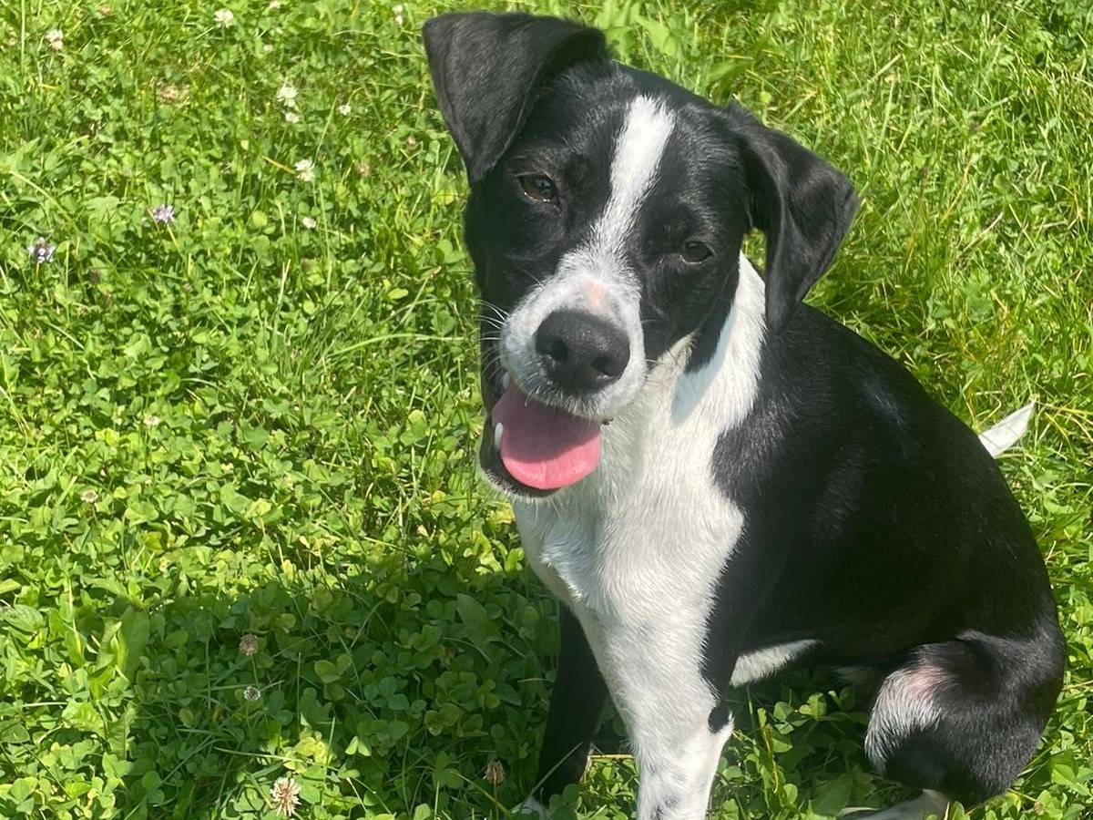 Adotta il cane CLOE a Treviso