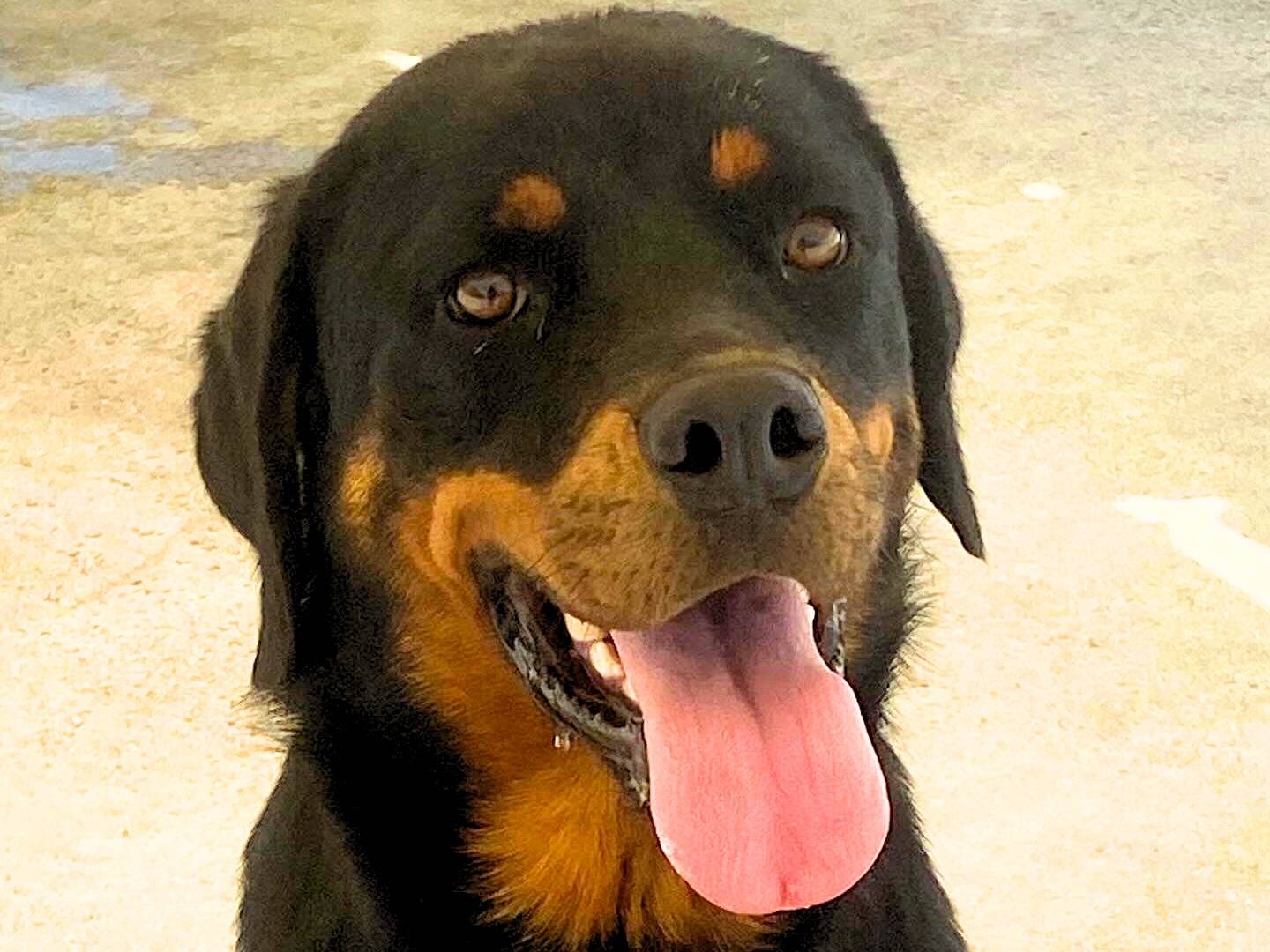 Adotta un cane, femmina, 2 anni e 4 mesi, Latina
