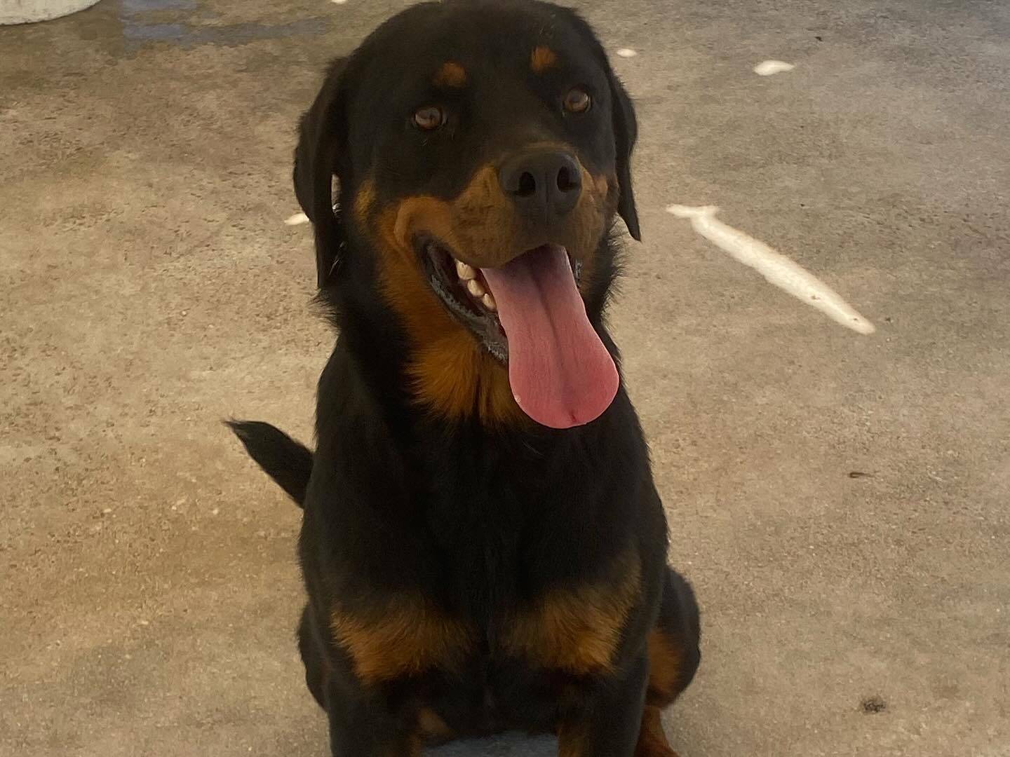 Adotta un cane, taglia media, femmina, Latina