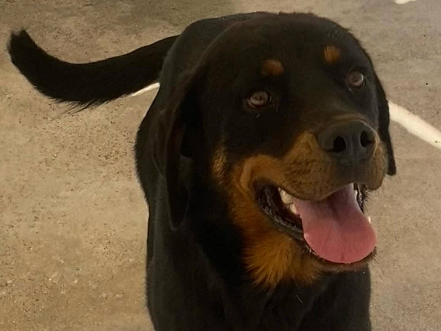Vuoi adottare un cane a Latina?