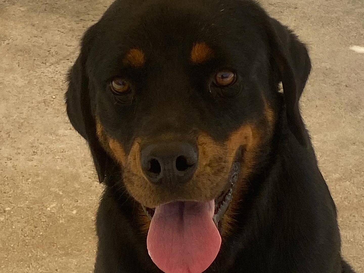 Adotta il cane Shila a Latina