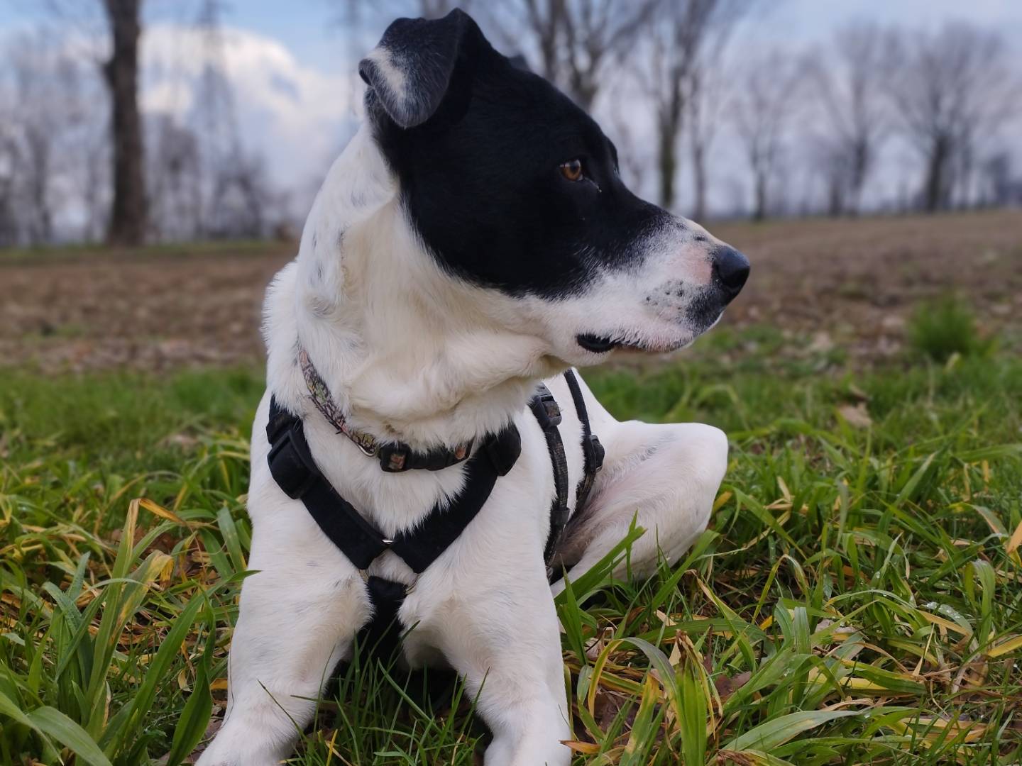 Adotta un cane, femmina, 1 anno e 5 mesi , Milano