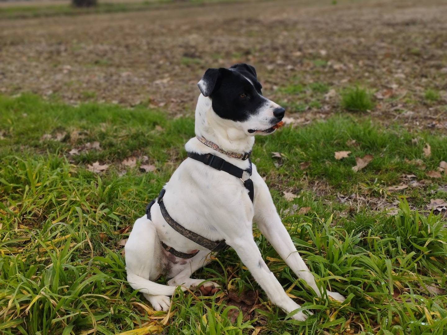 Adotta un cane, taglia media, femmina, Milano