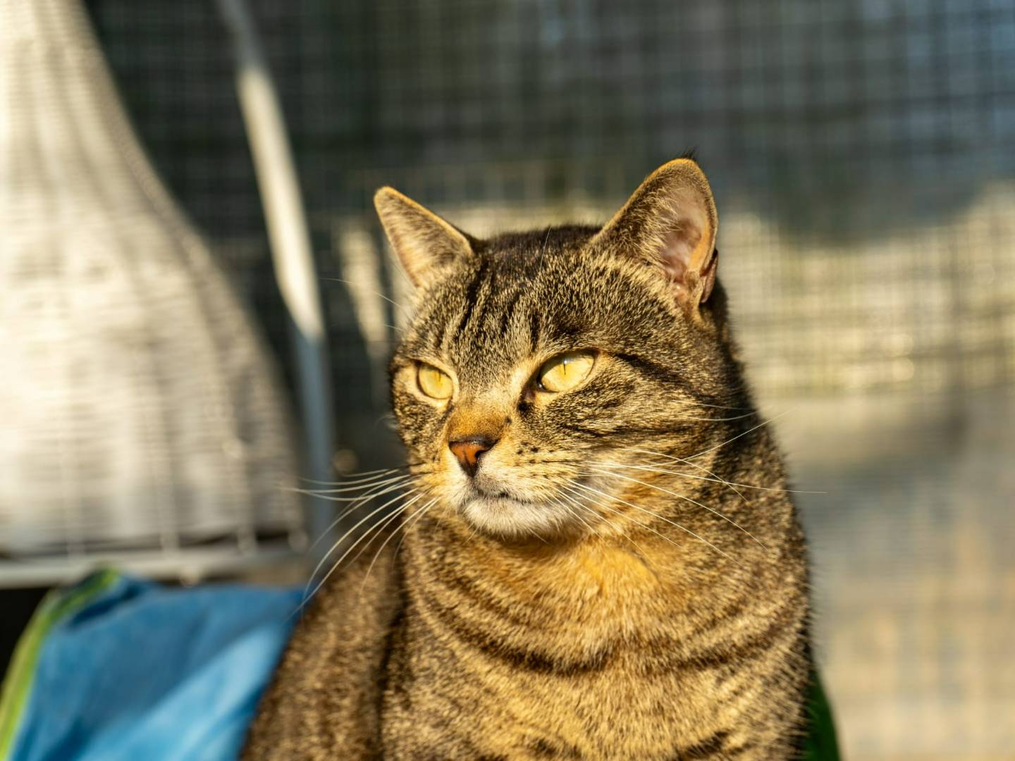 Adotta un gatto, taglia non valida, maschio, Monza