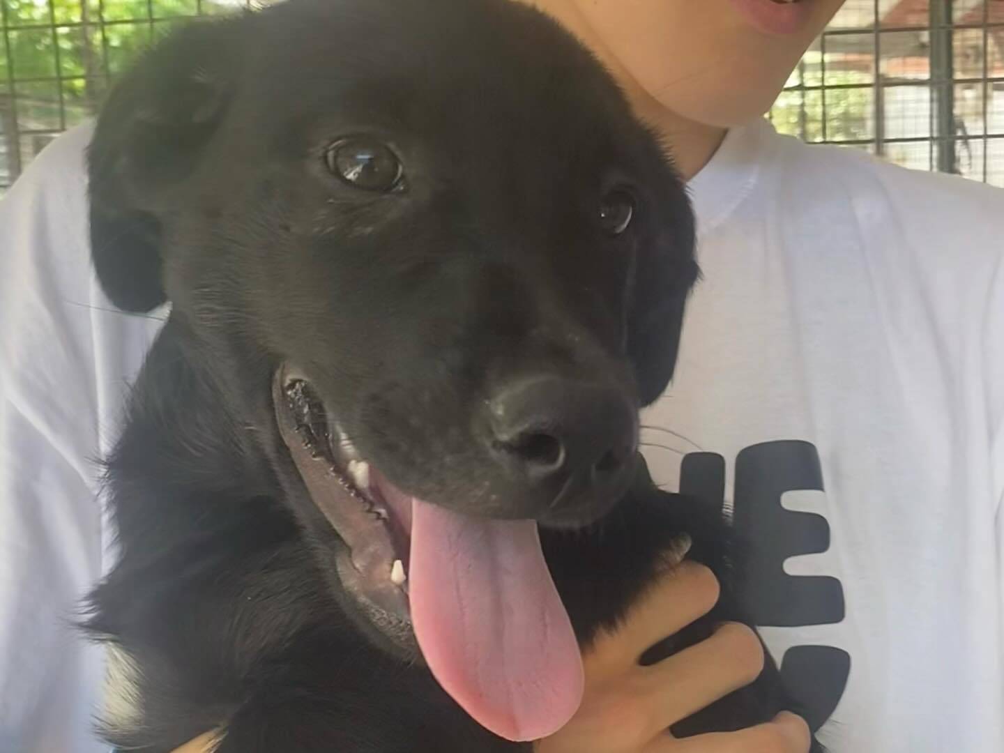 Adozione cane, femmina, Razza sconosciuta Razza sconosciuta, 1 anno e 3 mesi, taglia media, Latina