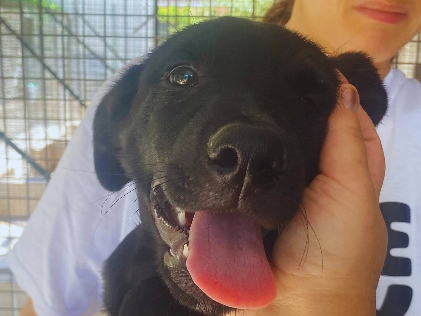 Adotta un cane, femmina, 1 anno e 3 mesi, Latina