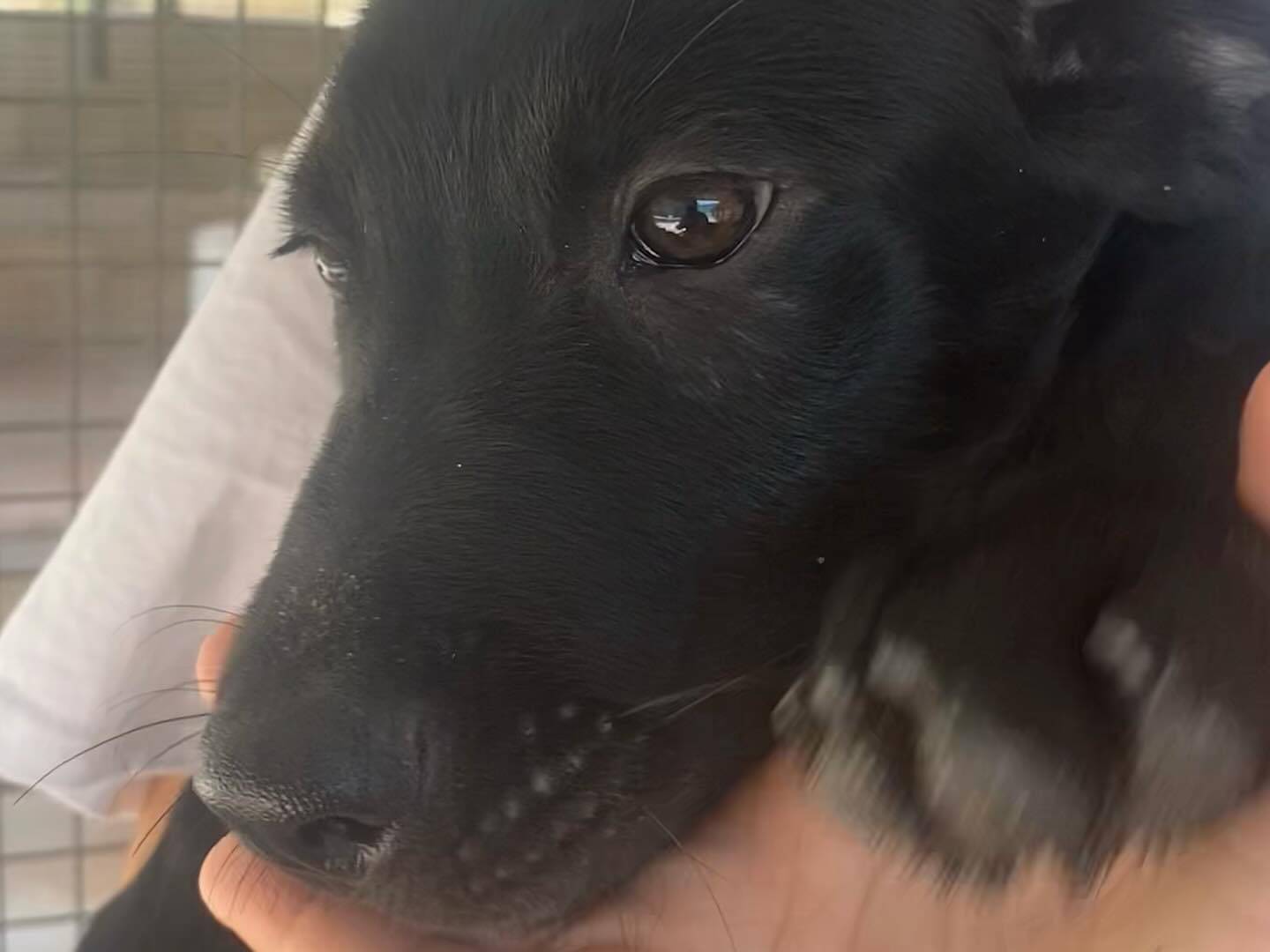 Vuoi adottare un cane a Latina?