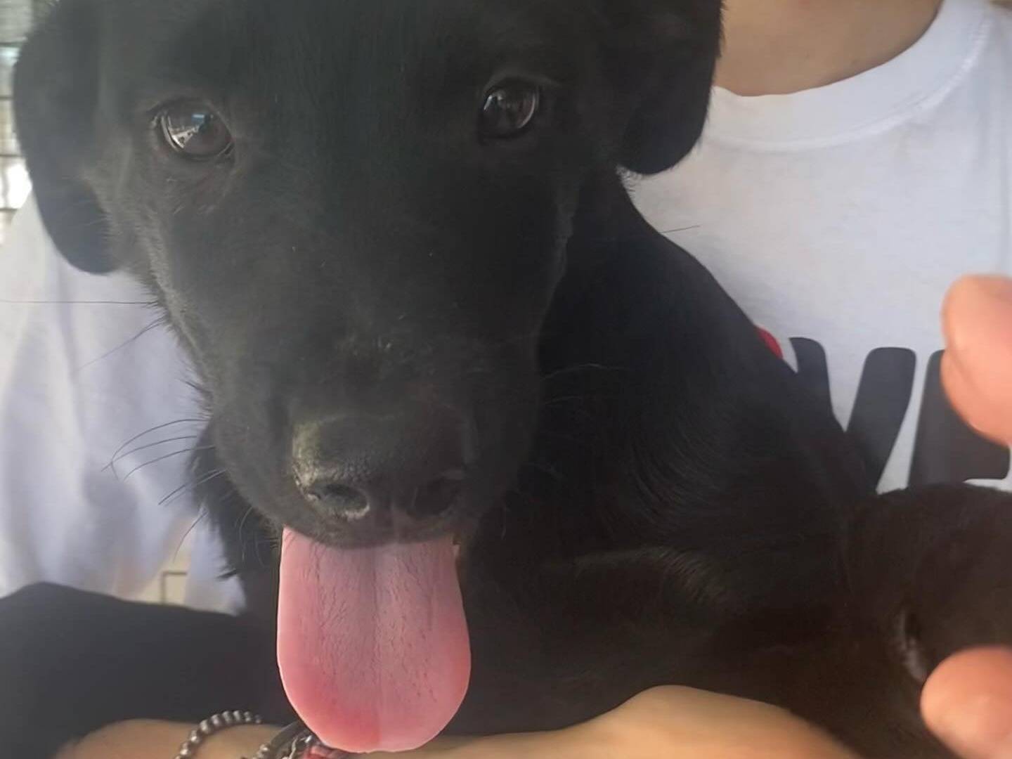 Adotta il cane NINFA a Latina