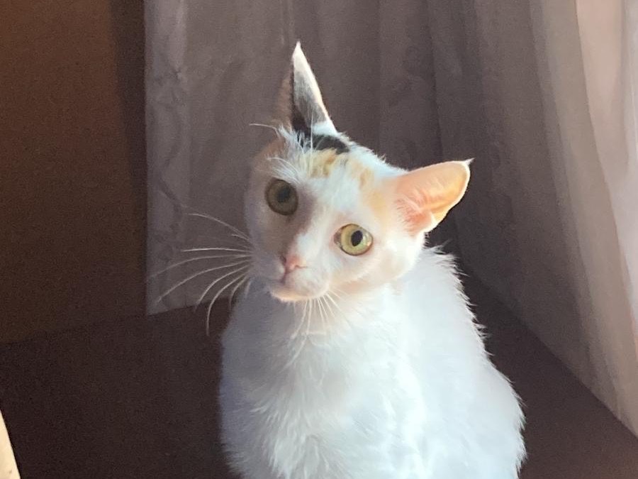 Adotta un gatto, femmina, 1 anno e 10 mesi , Torino