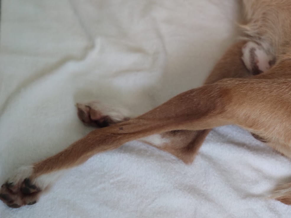 Adotta un cane, taglia media contenuta, maschio, Prato