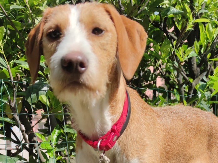 Adotta il cane Cianchino a Prato