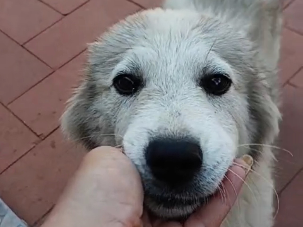 Adotta un cane, taglia grande, femmina, Palermo
