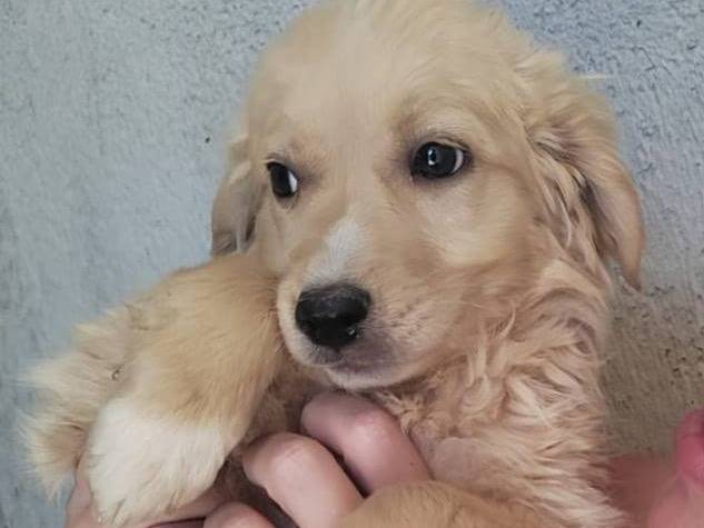 Adozione cane, maschio, Razza sconosciuta Razza sconosciuta, 4 mesi, taglia media, Crotone