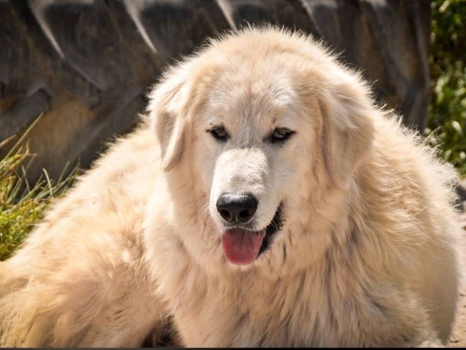 Adotta un cane, maschio, 6 anni, Crotone
