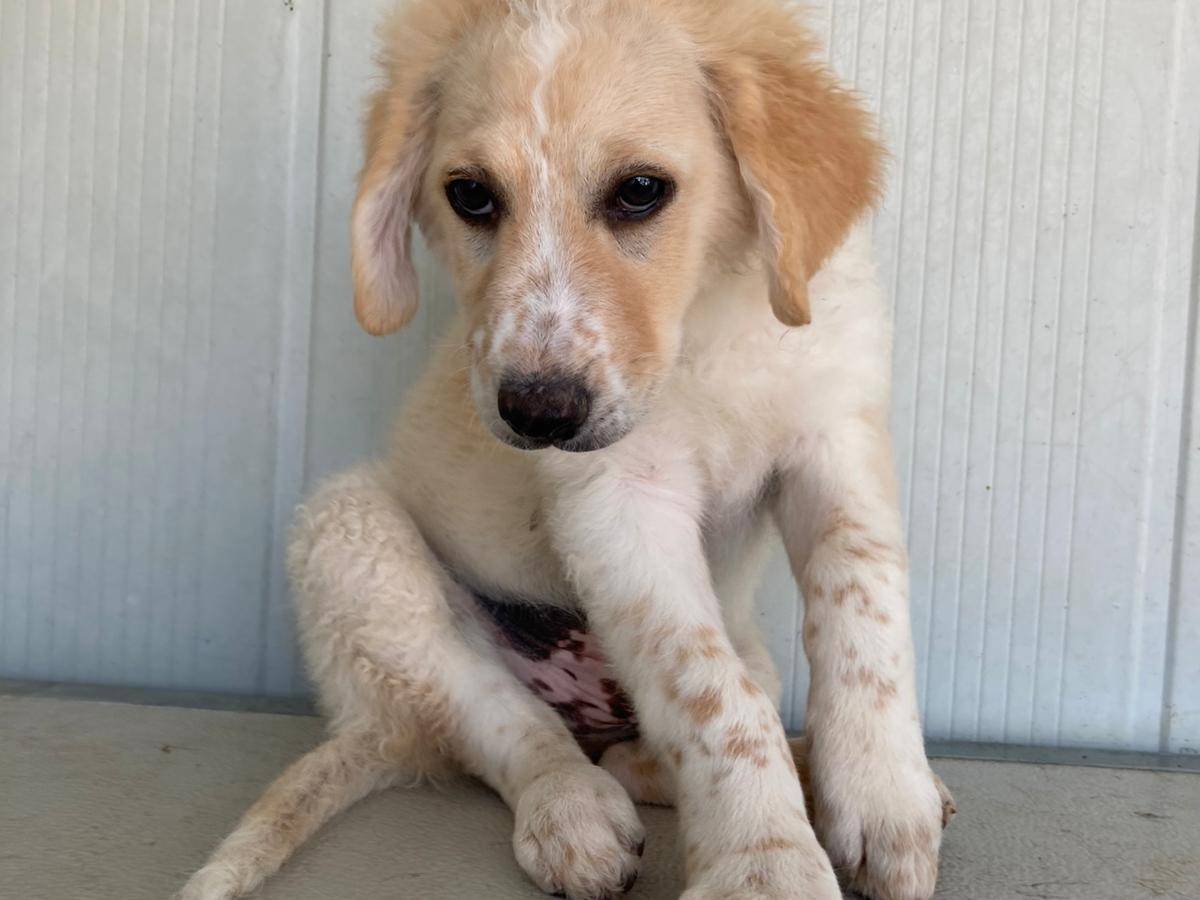 Adotta un cane, maschio, 3 mesi, Viterbo